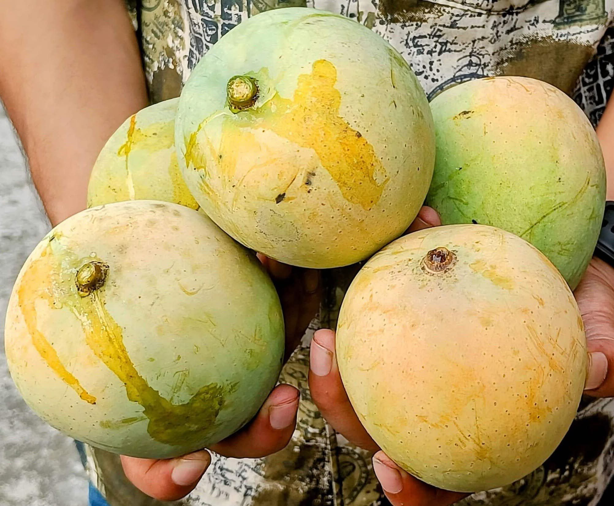 সাতক্ষীরার বিখ্যাত হিমসাগর আম ১০ কেজি